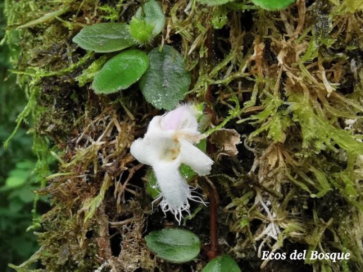 Neomortonia rosea