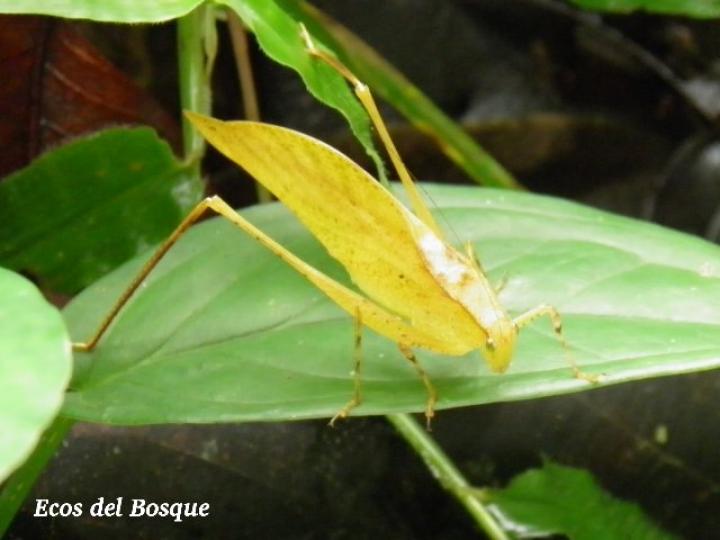 Orophus tesellatus (Saltamonte de hoja falsa)