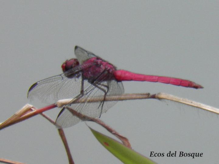 Orthemis ferruginea, macho