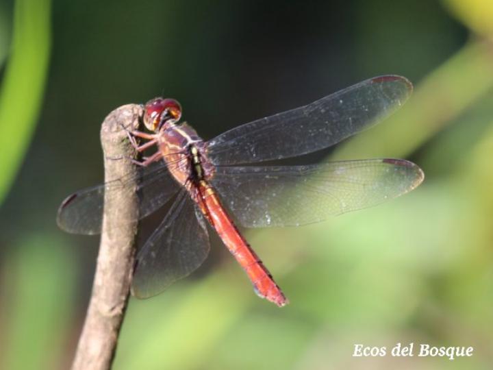Orthemis ferruginea, hembra