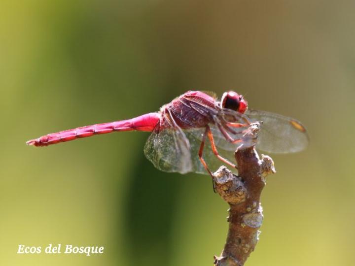 Orthemis ferruginea, macho