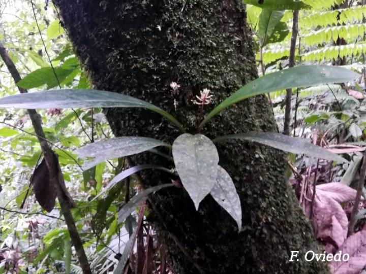 Peperomia pernambucensis