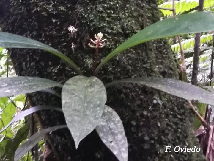 Peperomia pernambucensis