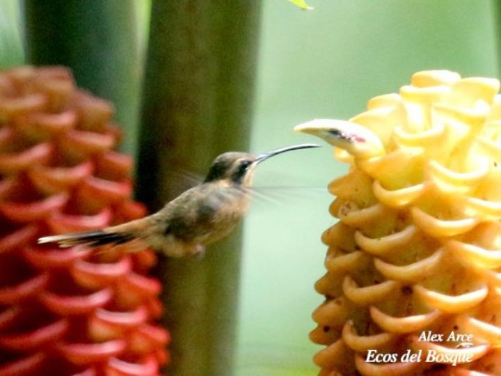 Phaethornis striigularis