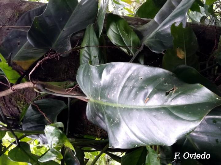 Philodendron sagittifolium