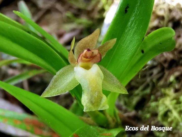 Scaphyglottis amparoana