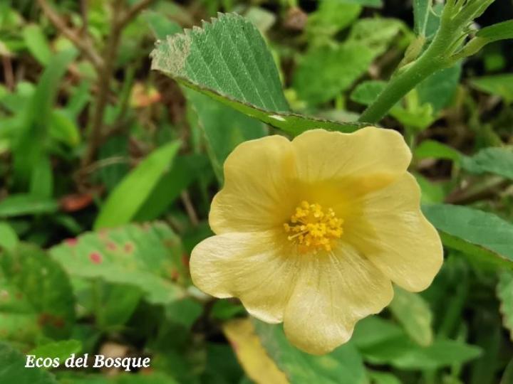 Sida rhombifolia (Escobilla)