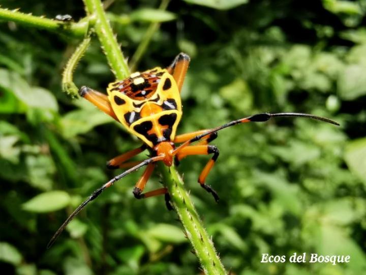 Thasus acutangulus, ninfa