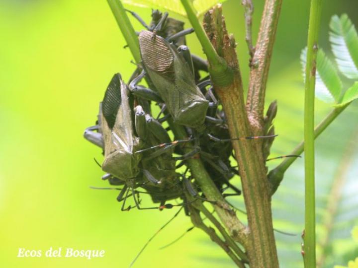 Thasus acutangulus, adultos