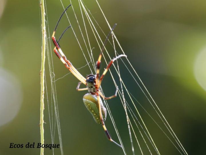 Trichonephila clavipes