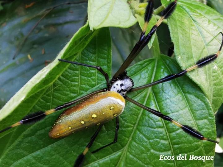Trichonephila clavipes