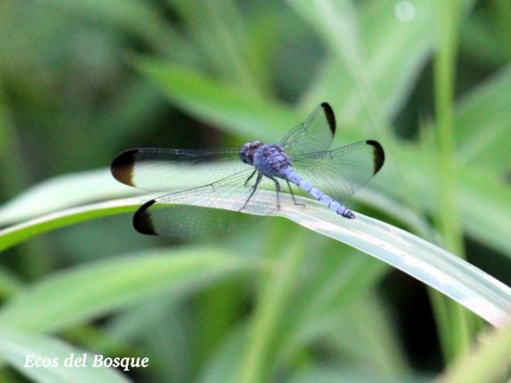 Uracis imbuta, macho