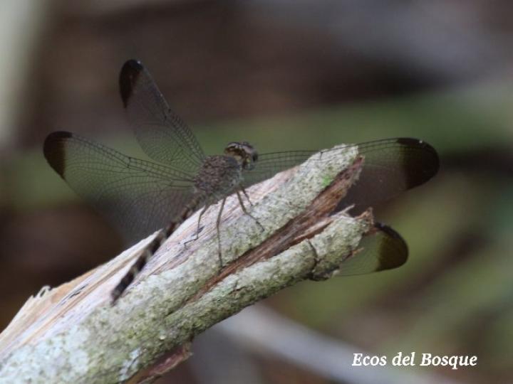 Uracis imbuta, hembra