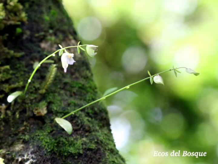Utricularia jamesoniana