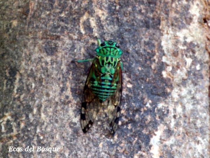 Zammara smaragdina, macho