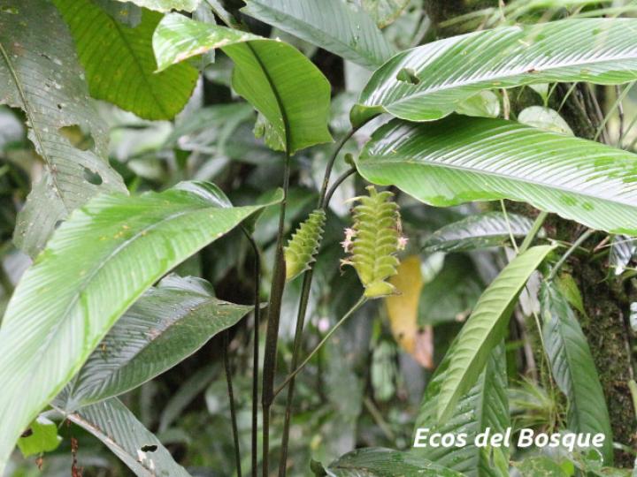 Calathea lasiostachya