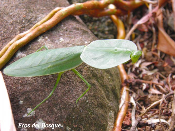Choeradodis rhombicollis