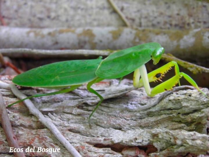 Choeradodis rhombicollis