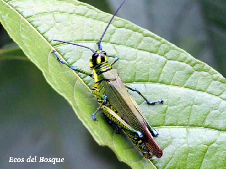 Chromacris trogon trogon