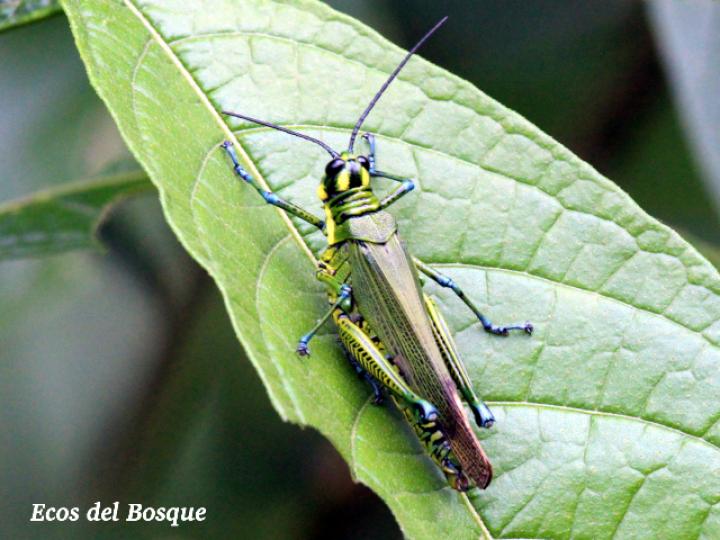 Chromacris trogon trogon
