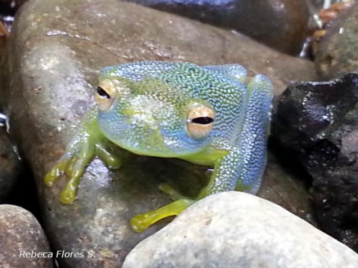 Cochranella granulosa