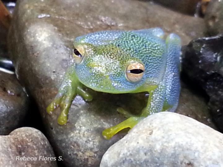 Cochranella granulosa