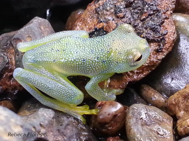 Cochranella granulosa