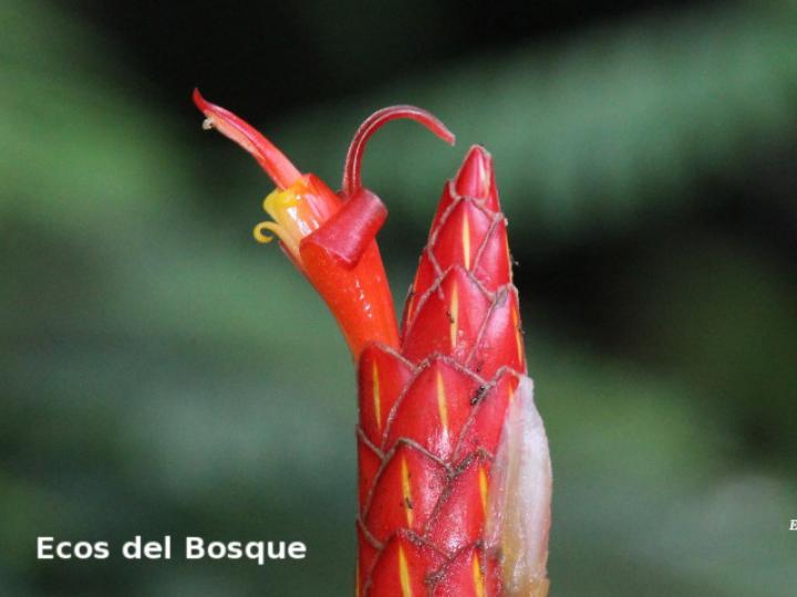 Costus pulverulentus (Caña agria)