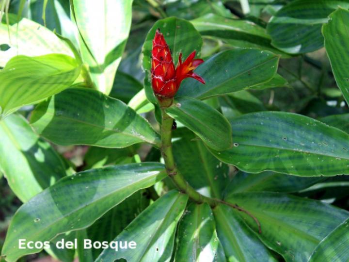 Costus pulverulentus (Caña agria)