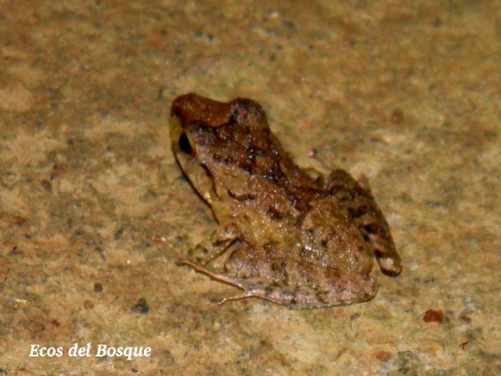 Craugastor bransfordii (Rana de hojarasca)