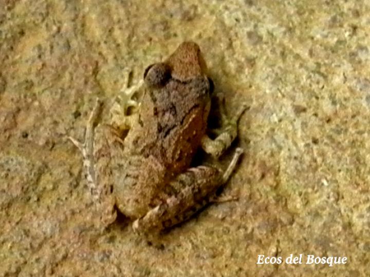 Craugastor bransfordii (Rana de hojarasca)