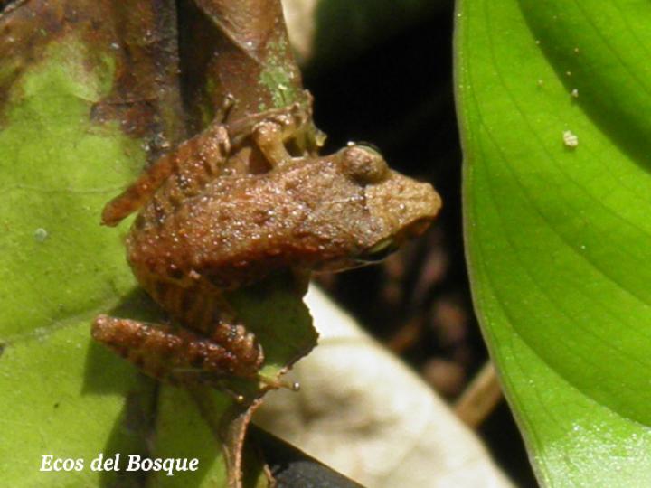 Craugastor bransfordii (Rana de hojarasca)
