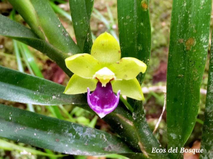 Dichaea trulla