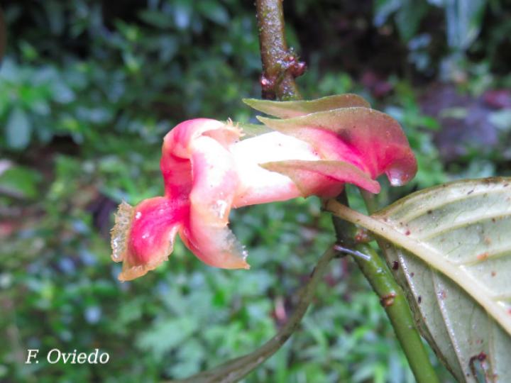 Drymonia warszewicziana