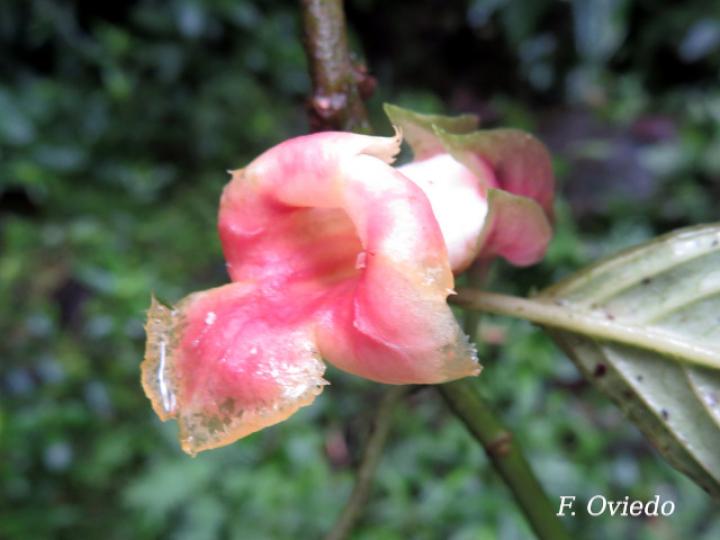 Drymonia warszewicziana