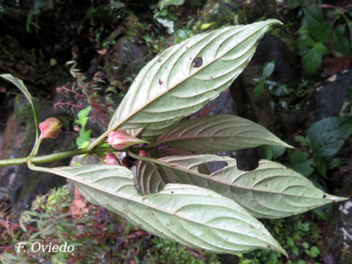 Drymonia warszewicziana
