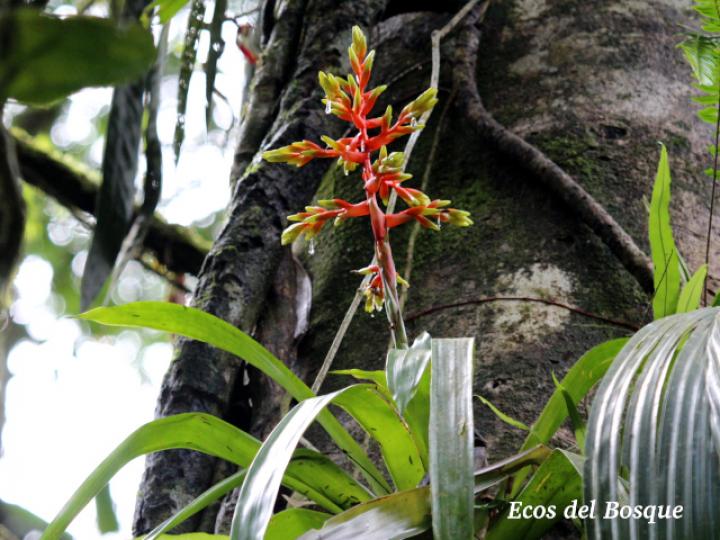 Guzmania scherzeriana Guzmania scherzeriana