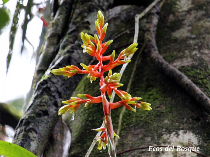 Guzmania scherzeriana