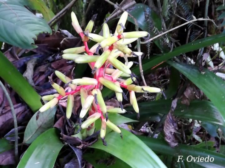 Guzmania scherzeriana Guzmania scherzeriana