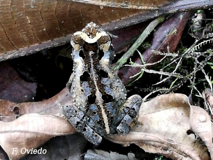 Incilius melanochlorus (Sapo de bosque húmedo)