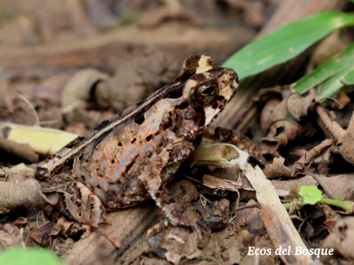 Incilius melanochlorus (Sapo de bosque húmedo)