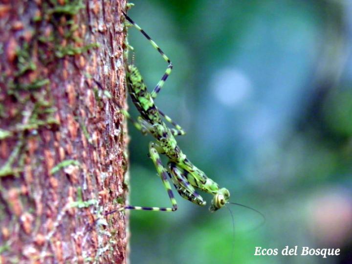 Liturgusa maya (Mantis de corteza) Liturgusa maya (Mantis de corteza)