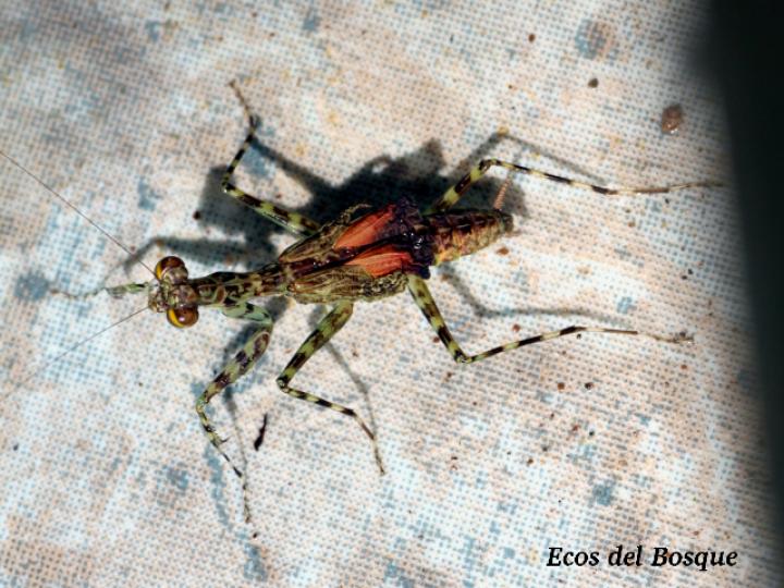 Liturgusa fossetti Liturgusa fossetti