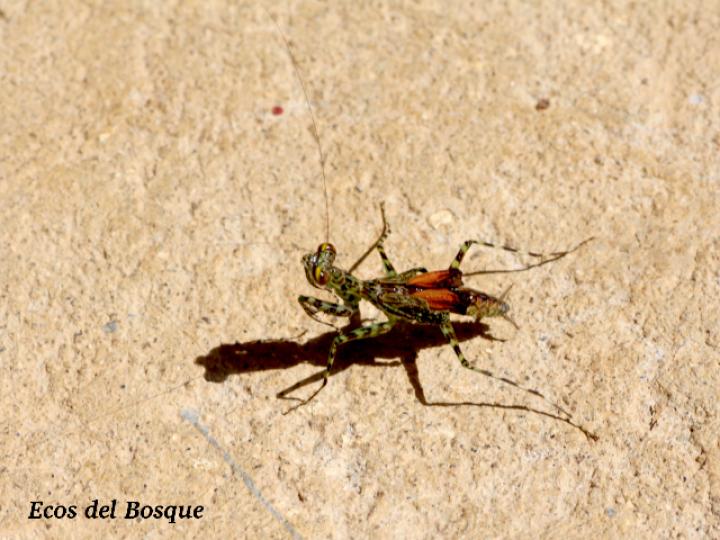 Liturgusa fossetti Liturgusa fossetti