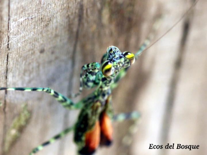 Liturgusa fossetti Liturgusa fossetti