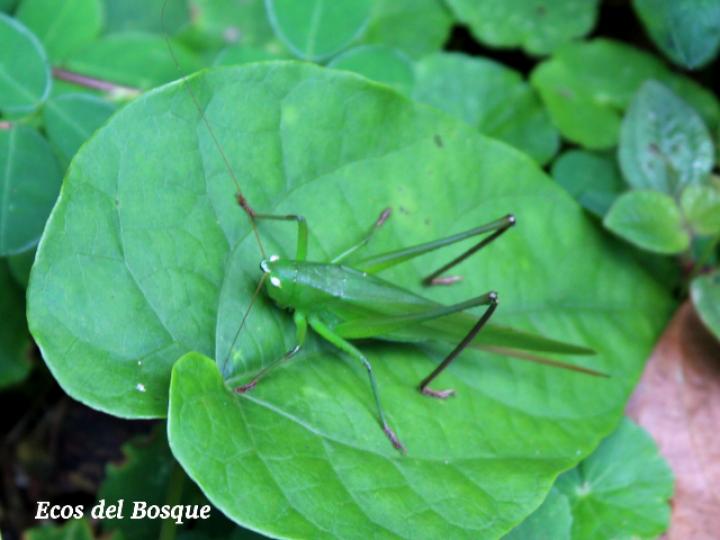 Neoconocephalus triops, hembra