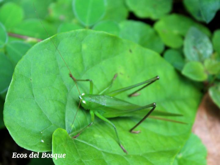 Neoconocephalus triops, hembra