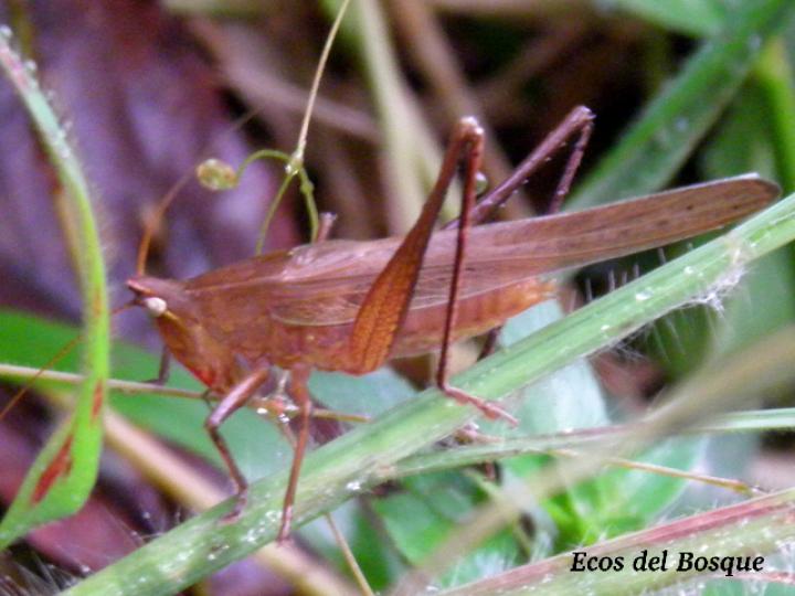 Neoconocephalus triops, macho