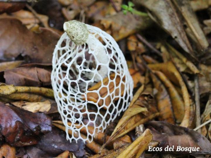 Phallus indusiatus (Hongo velo de novia)