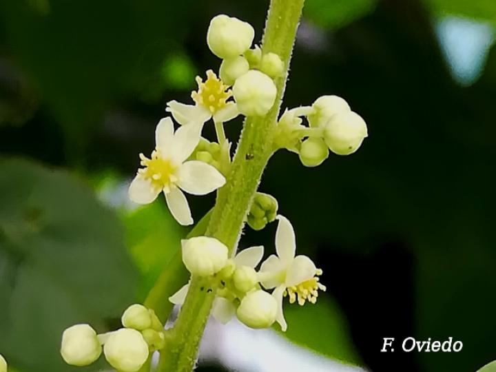 Plukenetia volubilis